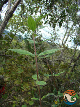 Image of Perymenium discolor Schrad.