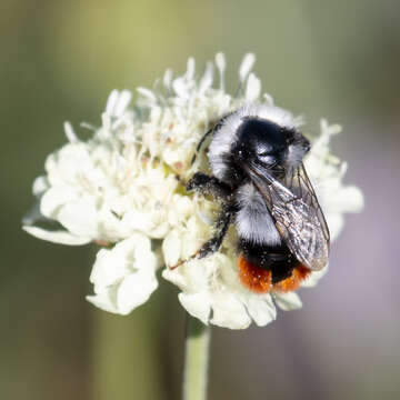 Imagem de Bombus niveatus Kriechbaumer 1870