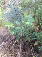 Image of black wattle