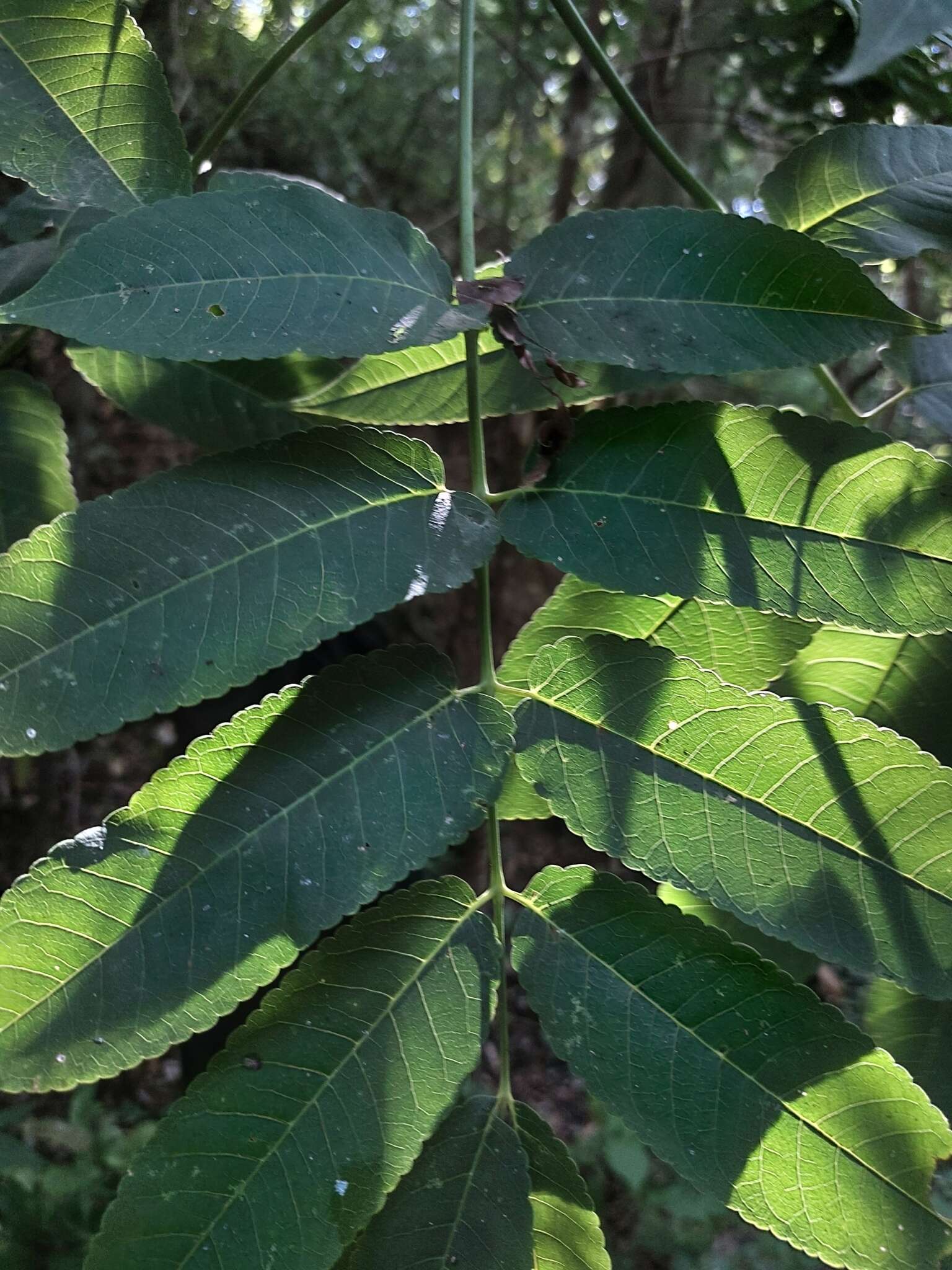 Image of Bursera jerzyi Medina