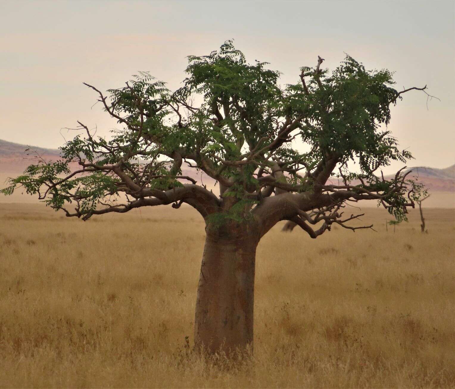 Imagem de Moringa ovalifolia Dinter & Berger