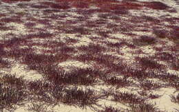 Image of Salicornia natalensis Bunge ex Ung.-Sternb.