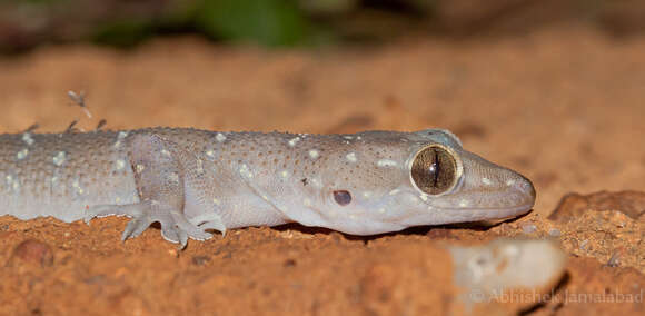 Image of Bombay Leaf-toed Gecko