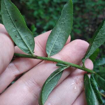 Plancia ëd Baccharis multiflora Kunth