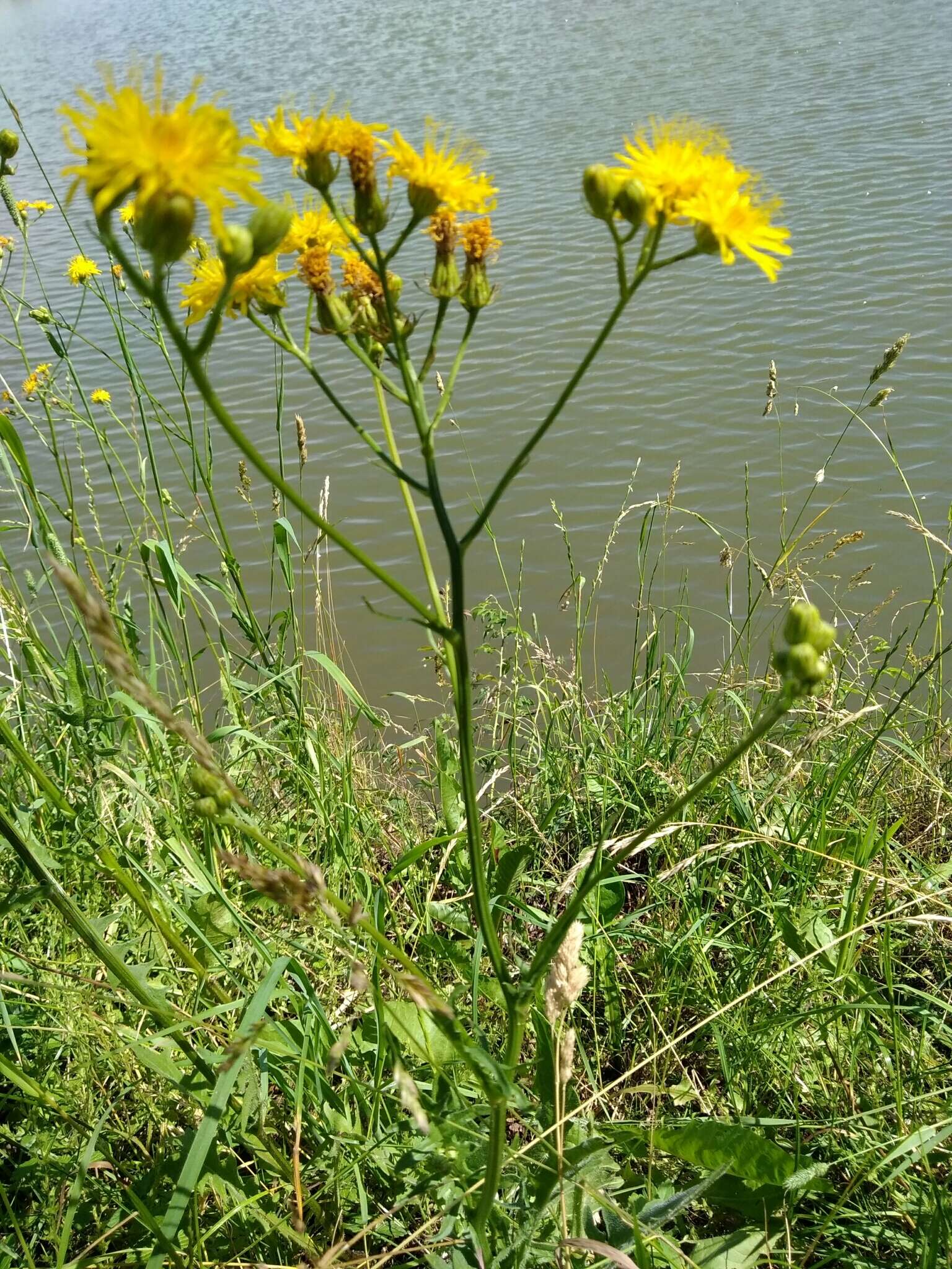 Image of rough hawksbeard