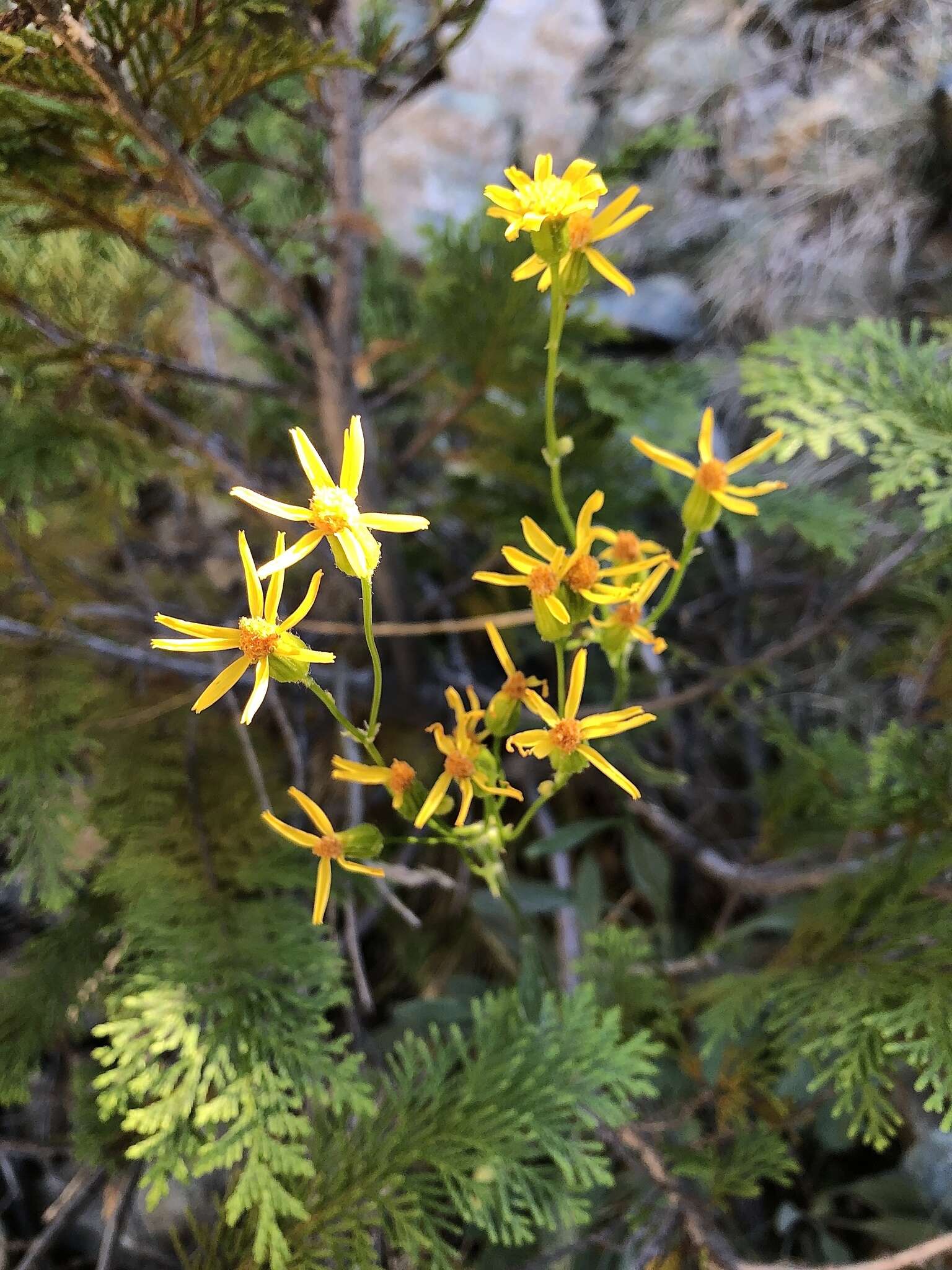 Image of Siskiyou Mountain Groundsel