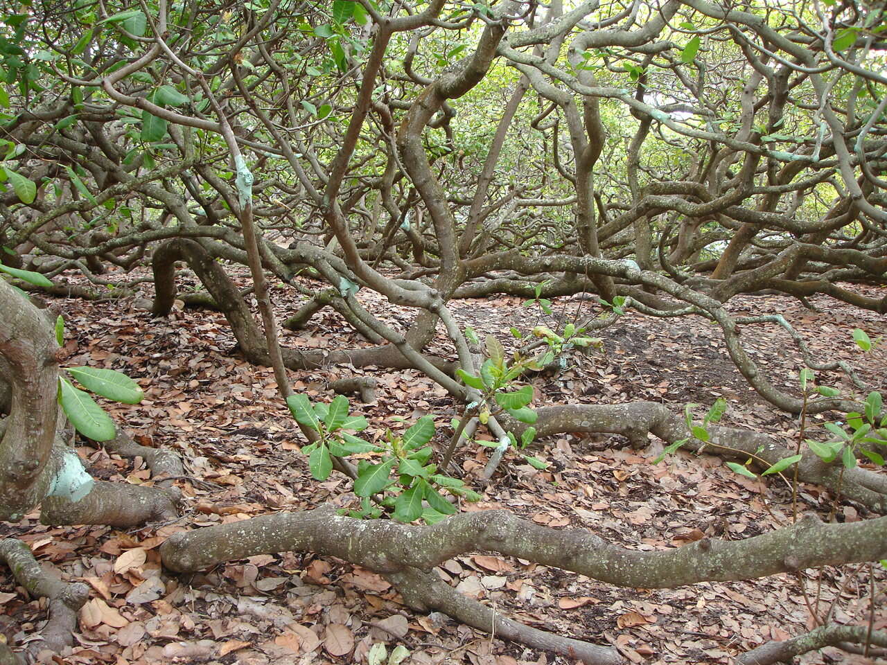 Image of cashew