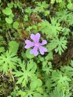 Слика од Primula palmata Hand.-Mazz.