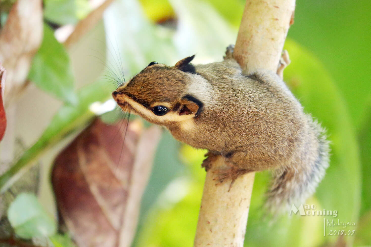 Image of Black-eared Squirrel