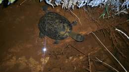 Image of Vanderhaege’s Toadhead Turtle