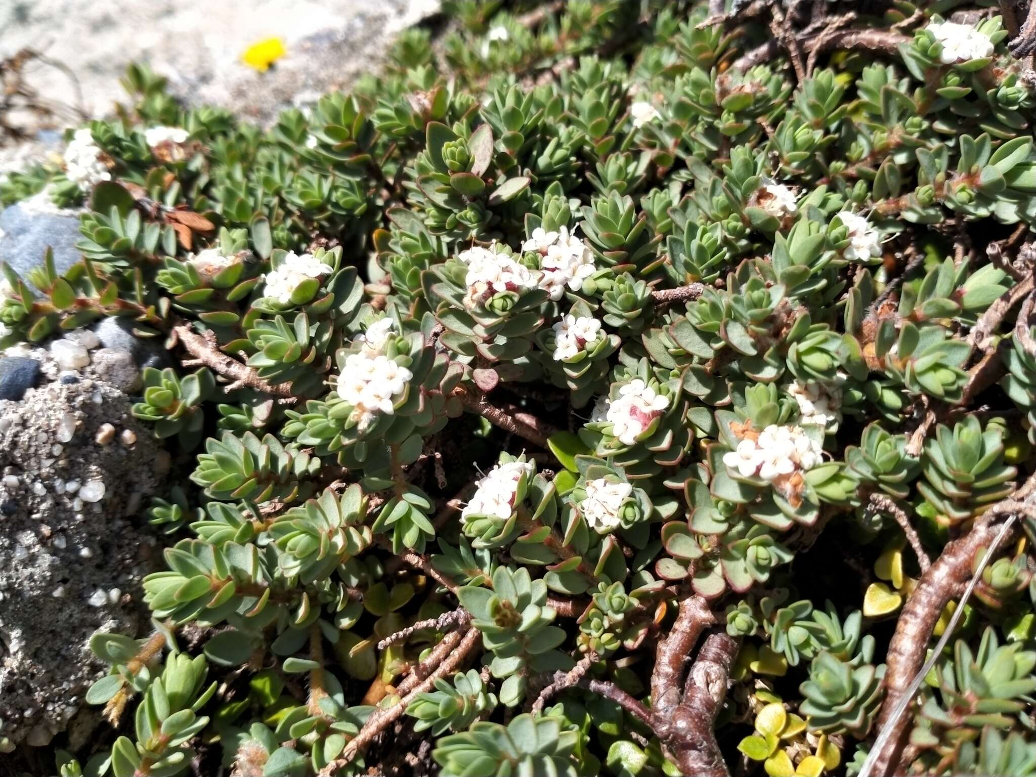 Image of Pimelea prostrata subsp. ventosa C. J. Burrows