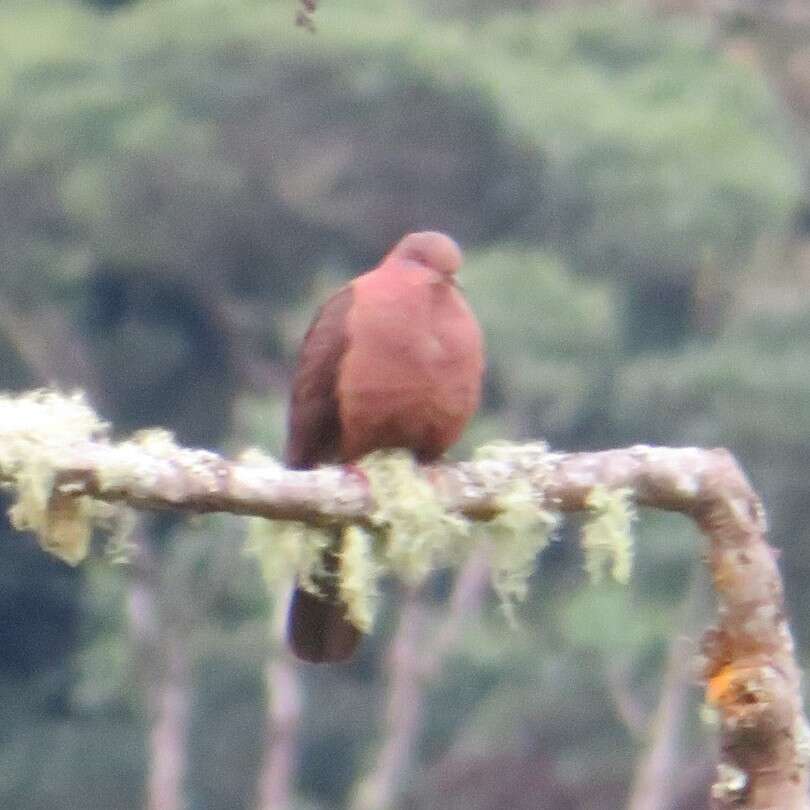 Image of Ruddy Pigeon