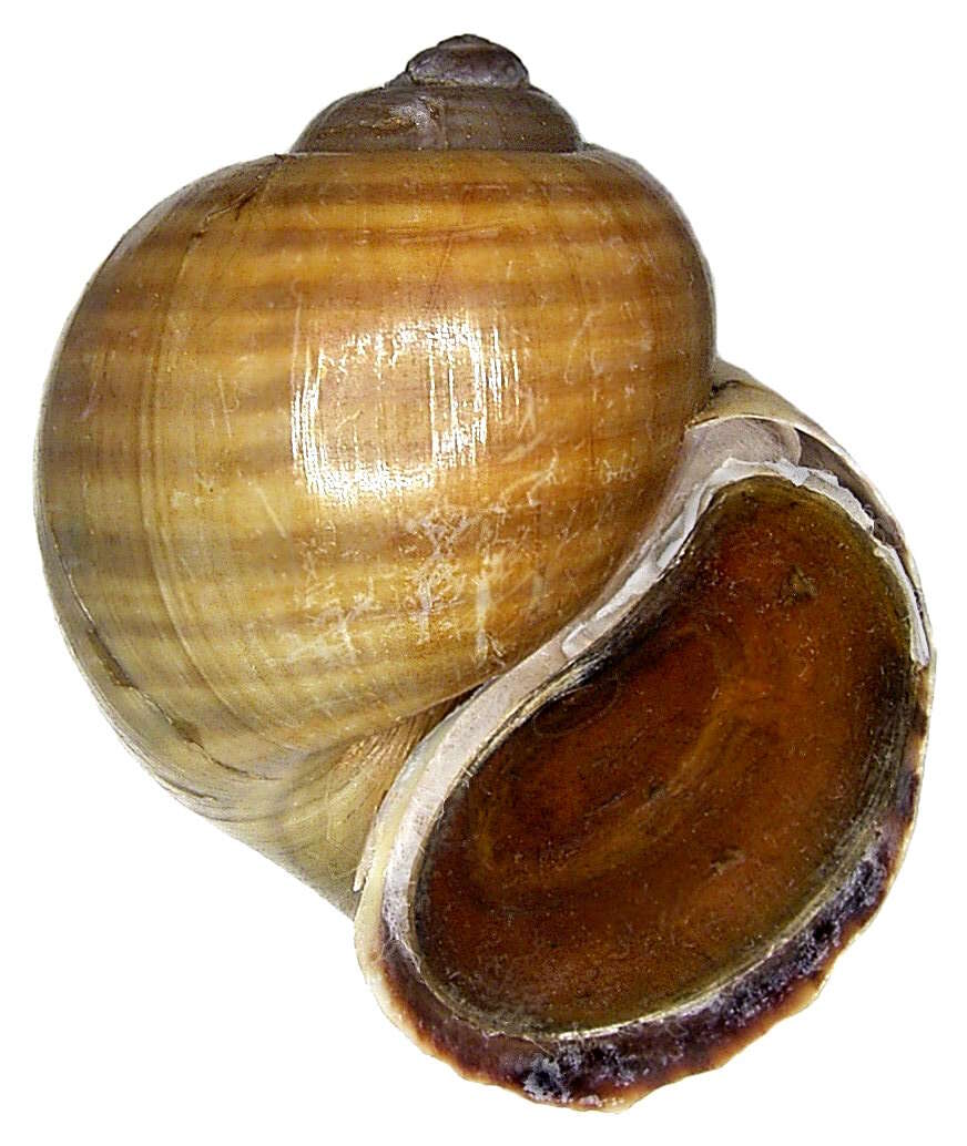 Image of Florida Applesnail