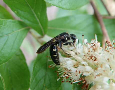 Myzinum obscurum (Fabricius 1805) resmi