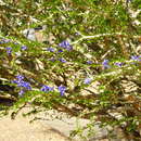 Image of Guaiacum coulteri A. Gray