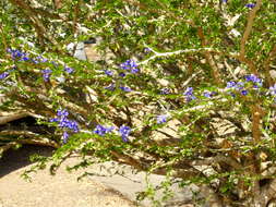 Image of Guaiacum coulteri A. Gray