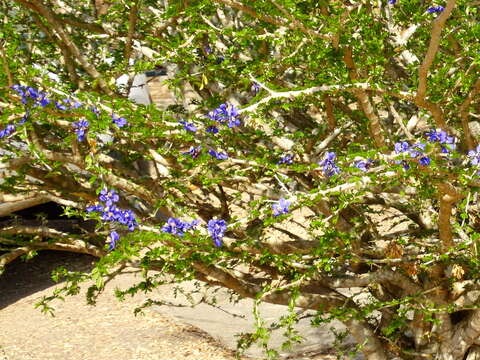 Sivun Guaiacum coulteri A. Gray kuva