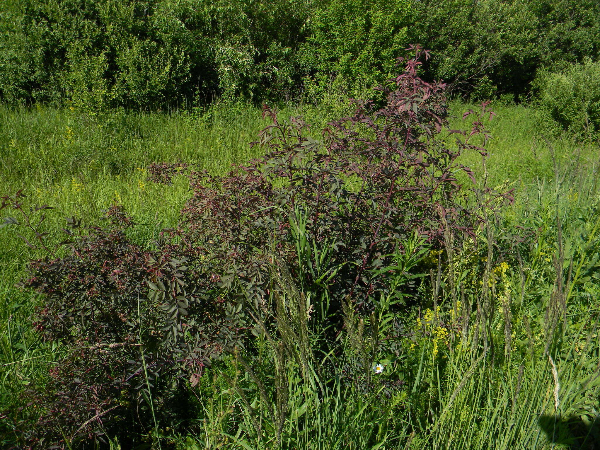 Plancia ëd Rosa glauca Pourret