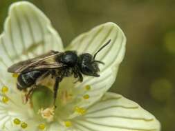 Image of Andrena parnassiae Cockerell 1902