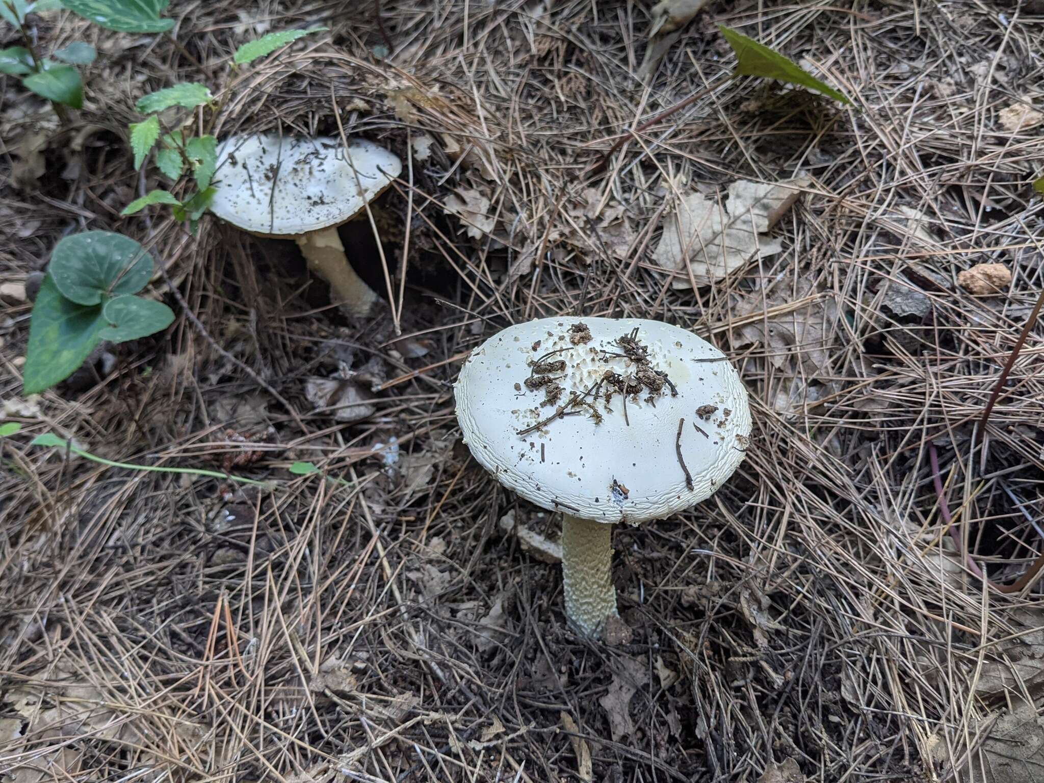 Image of Amanita gracilior Bas & Honrubia 1982