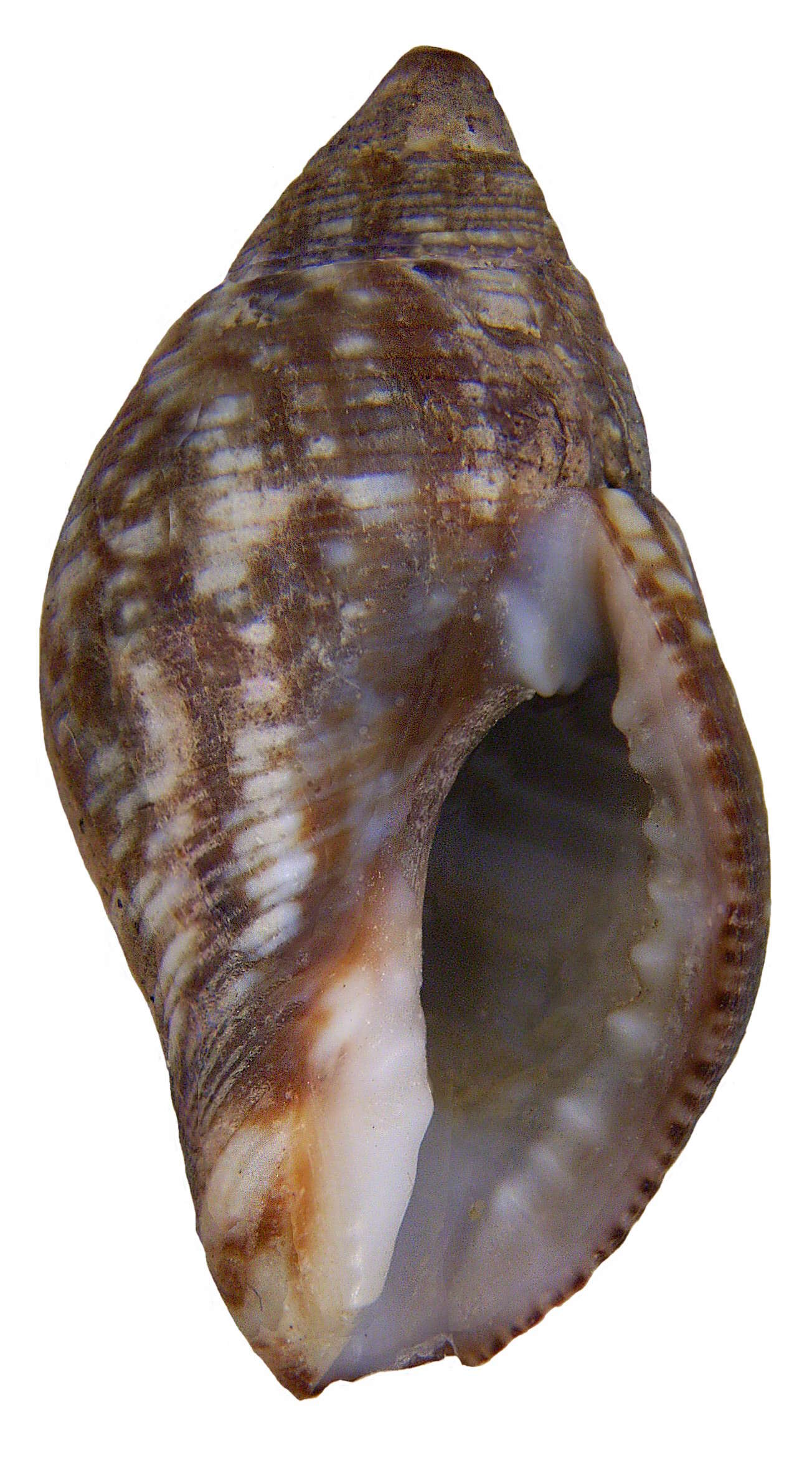 Image of spotted pisania