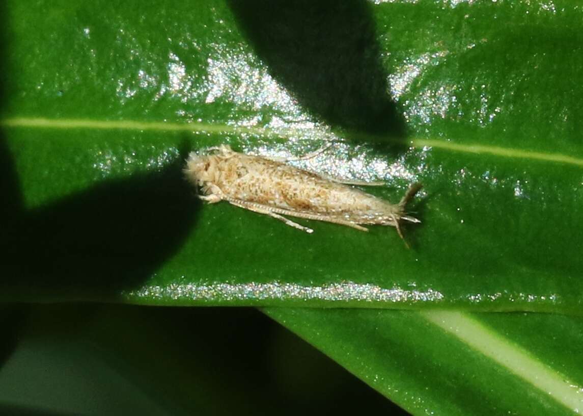 Image of Caribbean Scavenger Moth