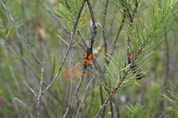 Image of Oncopeltus (Oncopeltus) varicolor stalii Distant & W. L. 1882