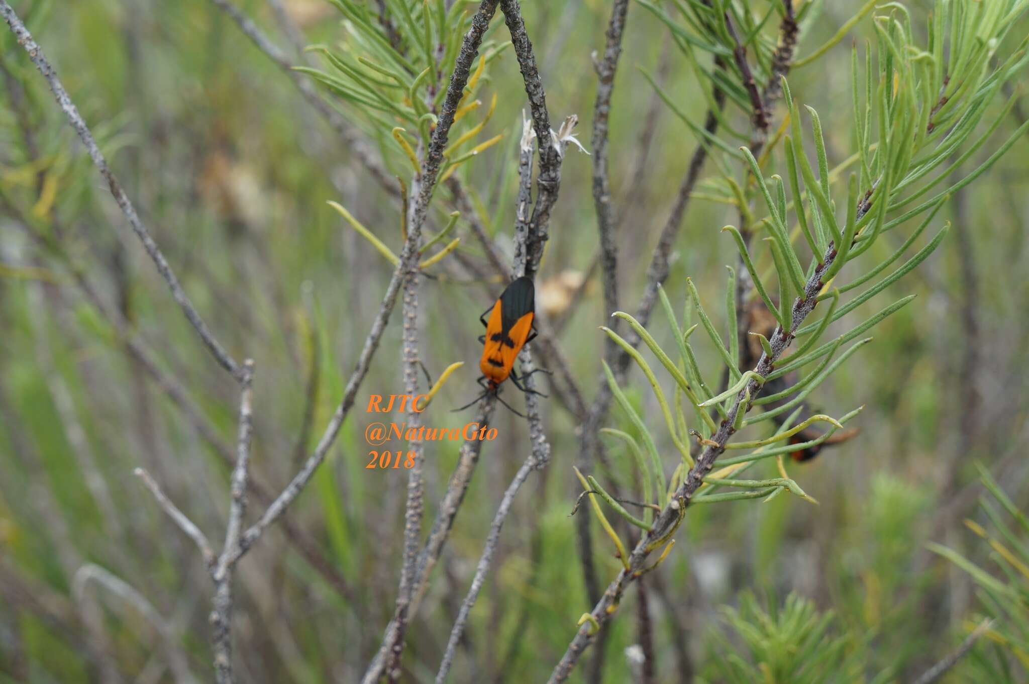 Image of Oncopeltus (Oncopeltus) varicolor stalii Distant & W. L. 1882