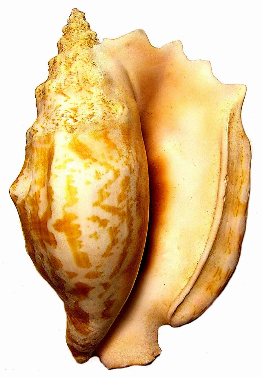 Image of Laciniate conch