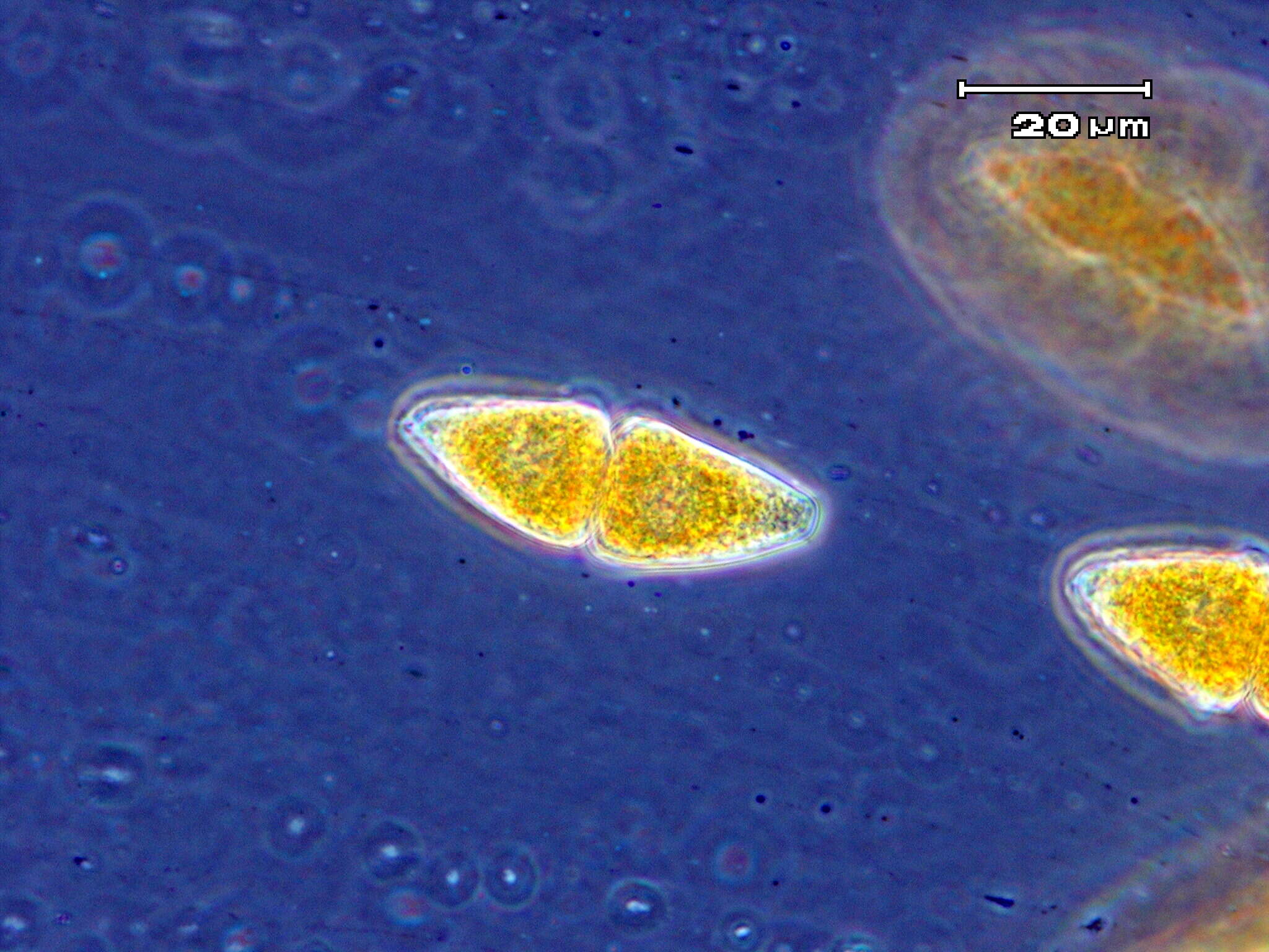 Image of Gymnosporangium globosum (Farl.) Farl. 1886