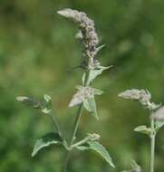 Image of Mentha longifolia var. asiatica (Boriss.) Rech. fil.