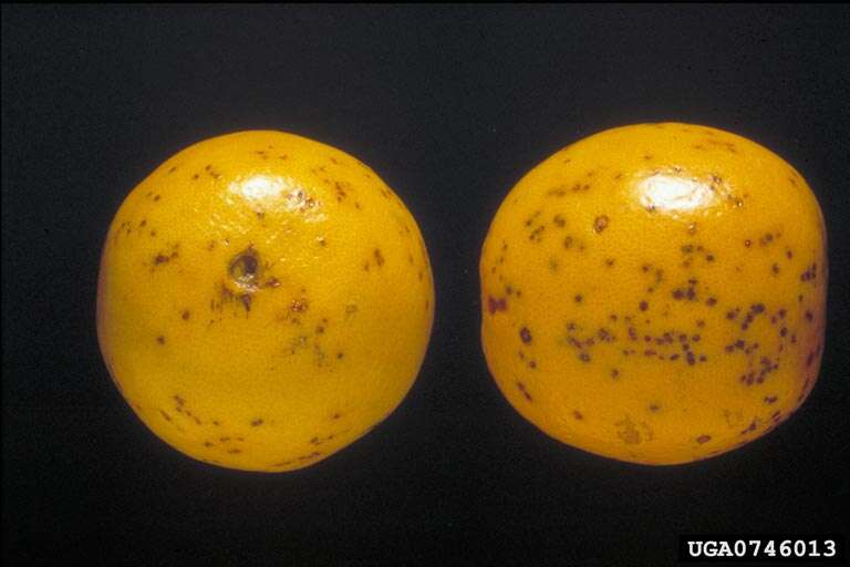 Image of Citrus × sinensis