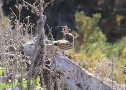 Passerculus sandwichensis rostratus (Cassin 1852) resmi