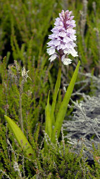 Image of Heath spotted orchid