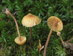 Image de Galerina vittiformis (Fr.) Singer 1950