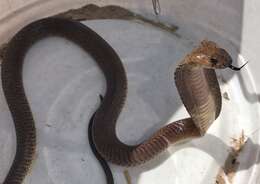 Image of Cape cobra