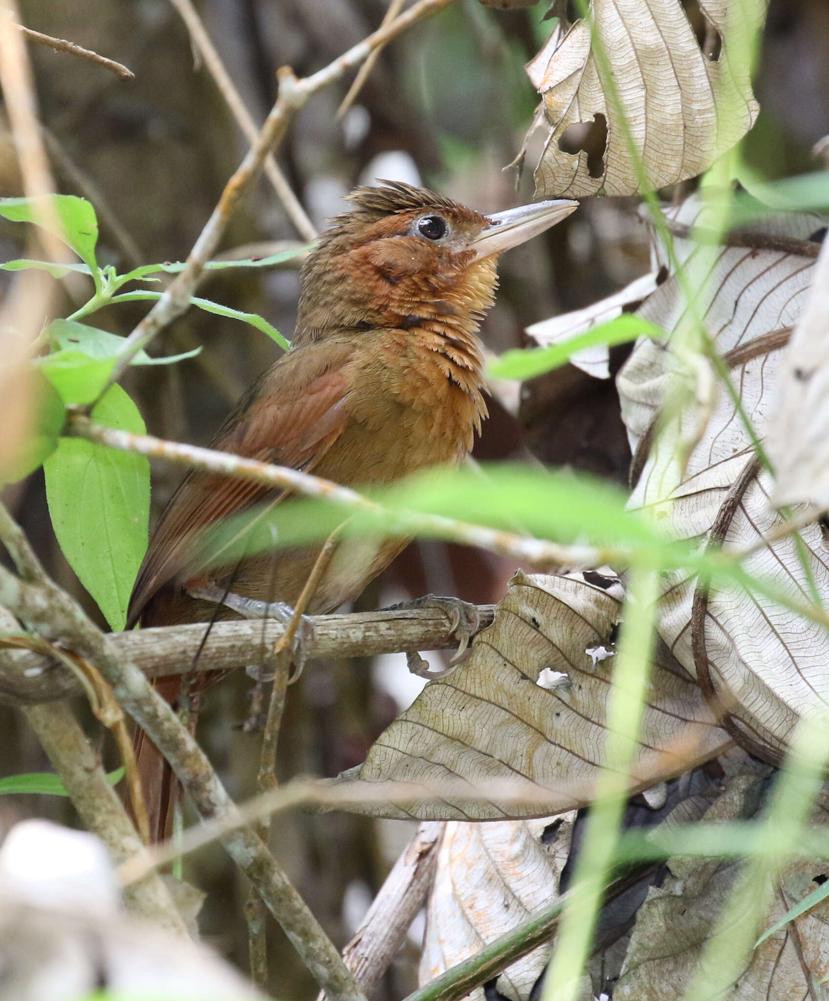 Clibanornis rufipectus (Bangs 1898)的圖片