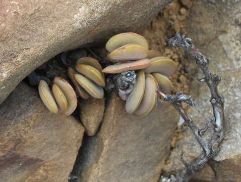 Image of Adromischus liebenbergii Hutchison