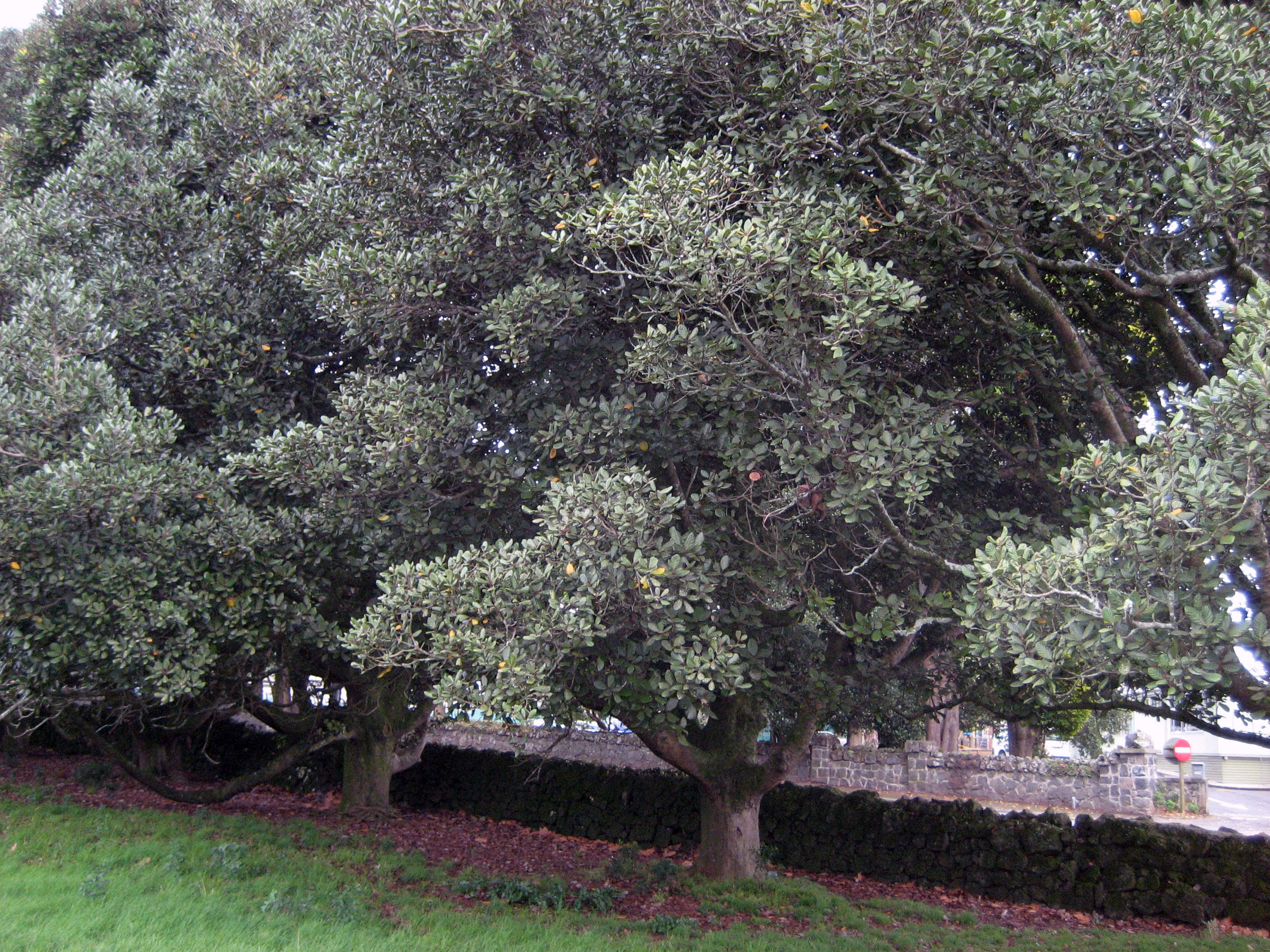 Imagem de Beilschmiedia tarairi (A. Cunn.) Kirk