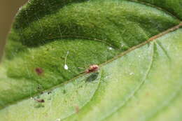 Image of Emblyna florens (Ivie & Barrows 1935)