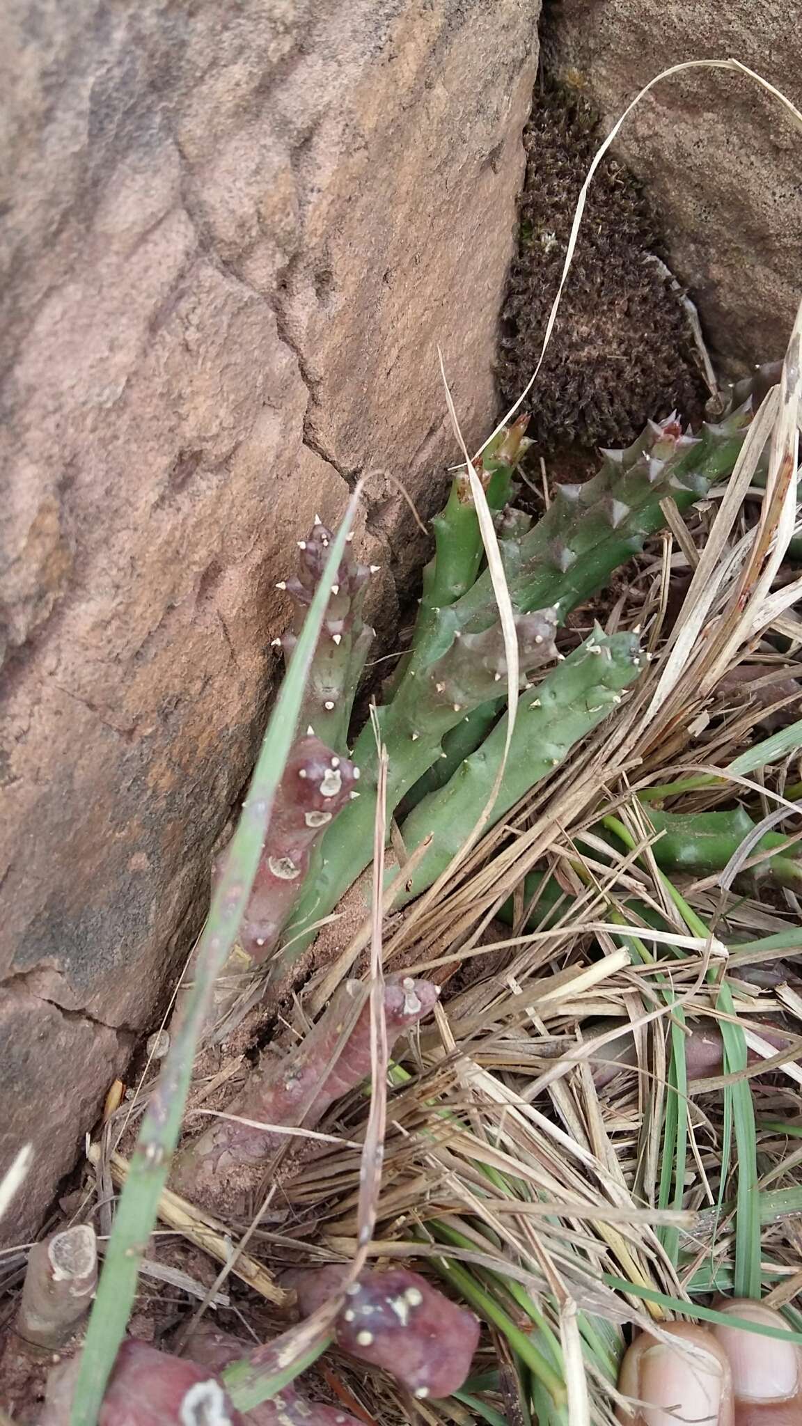 雜色豹皮花的圖片