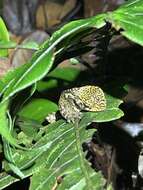 Image of Canelos Woodlizard