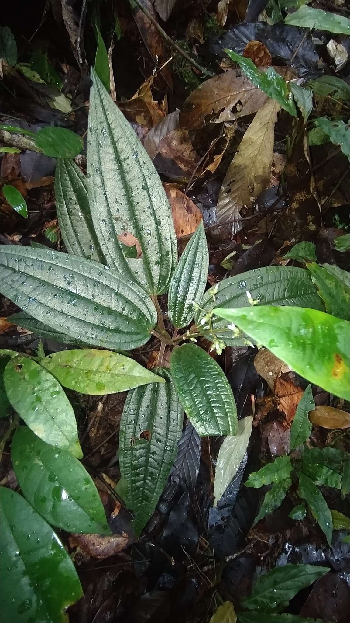 Image of Aciotis purpurascens (Aubl.) Triana