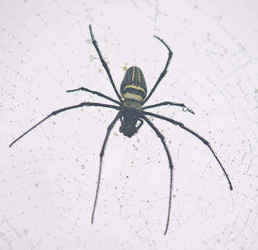 Image of Nephila pilipes (Fabricius 1793)