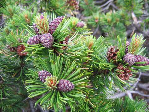 Image of Mountain Pine