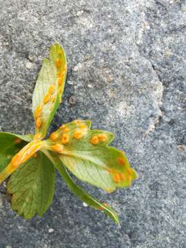 Image of Phragmidium potentillae (Pers.) P. Karst. 1878