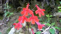 Image of Ourisia coccinea subsp. coccinea