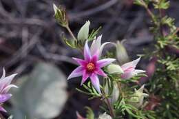 Image of Boronia lanuginosa Endl.