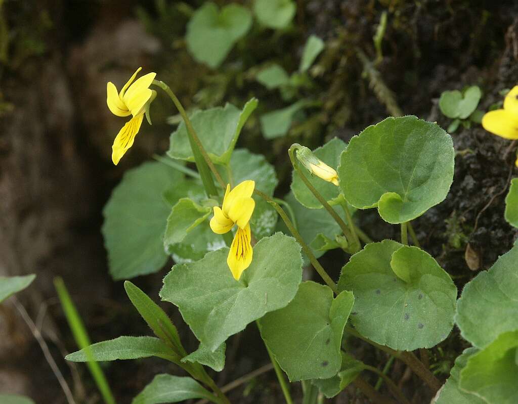 Image of arctic yellow violet