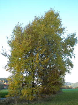 Image of Common Aspen